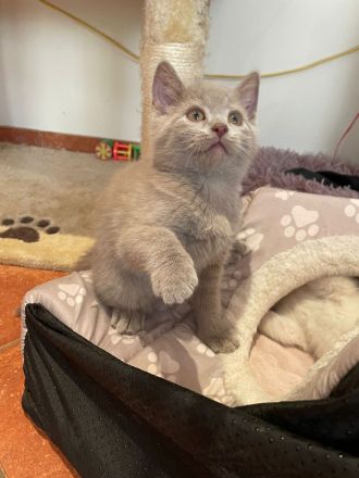 BKH kurzhaar reinrassig