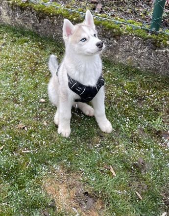 Husky
