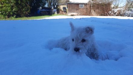 Süßer westie Rüde bei Bremen