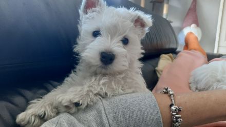 Süßer westie Rüde bei Bremen