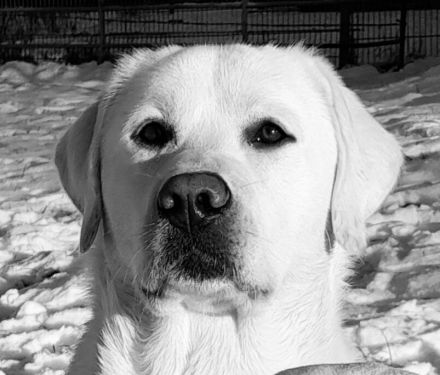 Multichampion Edler weißer Labrador Deckrüde aus einer Exklusiv Körzucht 210fach getestet m. ZTP