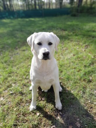 Multichampion Edler weißer Labrador Deckrüde aus einer Exklusiv Körzucht 210fach getestet m. ZTP