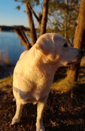 Multichampion Edler weißer Labrador Deckrüde aus einer Exklusiv Körzucht 210fach getestet m. ZTP
