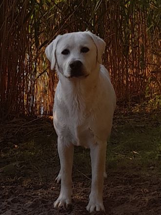 Multichampion Edler weißer Labrador Deckrüde aus einer Exklusiv Körzucht 210fach getestet m. ZTP