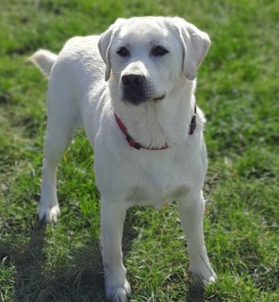 Multichampion Edler weißer Labrador Deckrüde aus einer Exklusiv Körzucht 210fach getestet m. ZTP