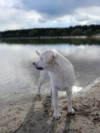 Multichampion Edler weißer Labrador Deckrüde aus einer Exklusiv Körzucht 210fach getestet m. ZTP