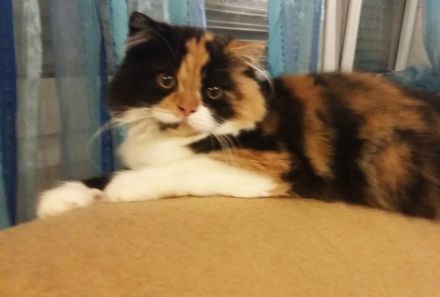 Kitten Britisch Kurzhaar BKH Gr.Eu. Champion Kater Katze Whiskas