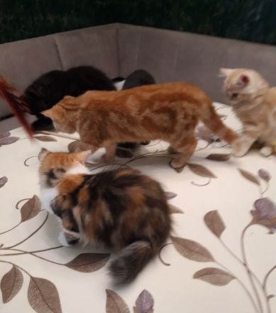 Kitten Britisch Kurzhaar BKH Gr.Eu. Champion Kater Katze Whiskas