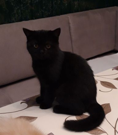 Kitten Britisch Kurzhaar BKH Gr.Eu. Champion Kater Katze Whiskas