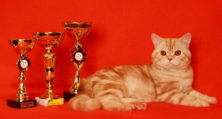 Kitten Britisch Kurzhaar BKH Gr.Eu. Champion Kater Katze Whiskas