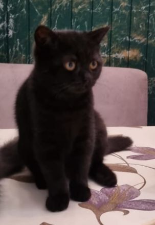 Kitten Britisch Kurzhaar BKH Gr.Eu. Champion Kater Katze Whiskas