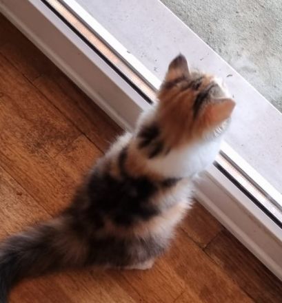 Kitten Britisch Kurzhaar BKH Gr.Eu. Champion Kater Katze Whiskas