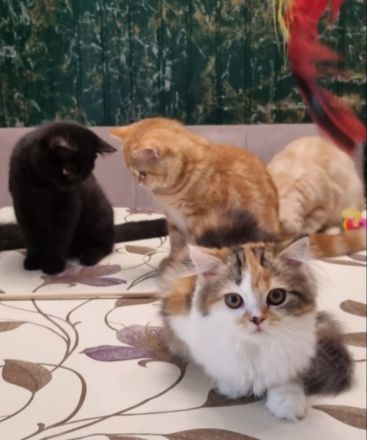 Kitten Britisch Kurzhaar BKH Gr.Eu. Champion Kater Katze Whiskas