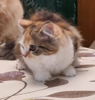 Kitten Britisch Kurzhaar BKH Gr.Eu. Champion Kater Katze Whiskas