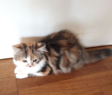 Kitten Britisch Kurzhaar BKH Gr.Eu. Champion Kater Katze Whiskas