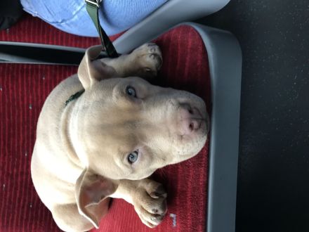 American Pocket Bulli