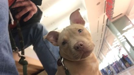 American Pocket Bulli