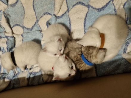 Kitten BKH Seal Silver Shaded mit Blauen Augen