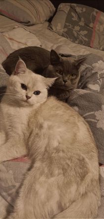 Kitten BKH Seal Silver Shaded mit Blauen Augen