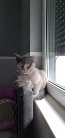 Kitten BKH Seal Silver Shaded mit Blauen Augen