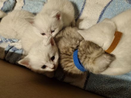 Kitten BKH Seal Silver Shaded mit Blauen Augen