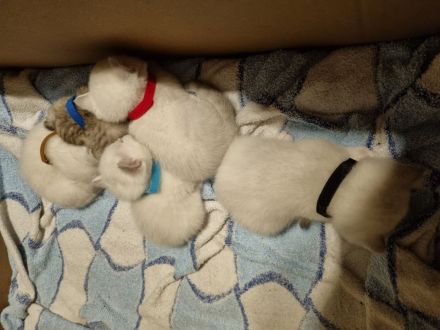 Kitten BKH Seal Silver Shaded mit Blauen Augen