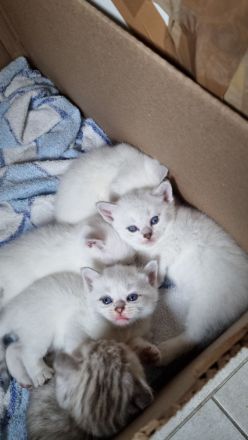 Kitten BKH Seal Silver Shaded mit Blauen Augen