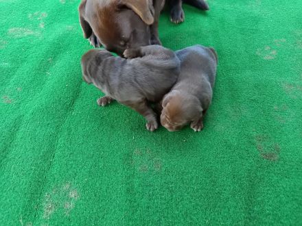 Labrador Welpen, reinrassig, schokobraun,