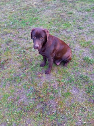 Labrador Welpen, reinrassig, schokobraun,