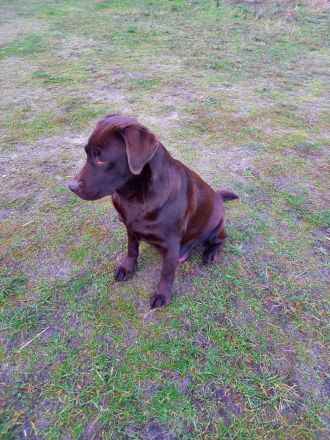 Labrador Welpen, reinrassig, schokobraun,
