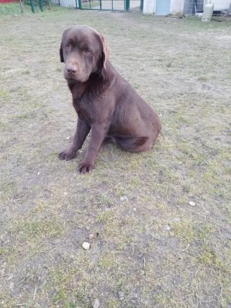 Labrador Welpen, reinrassig, schokobraun,