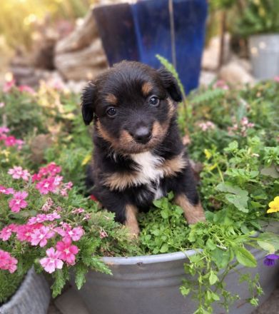 Miniature Australian Shepherd Welpen mit Papieren