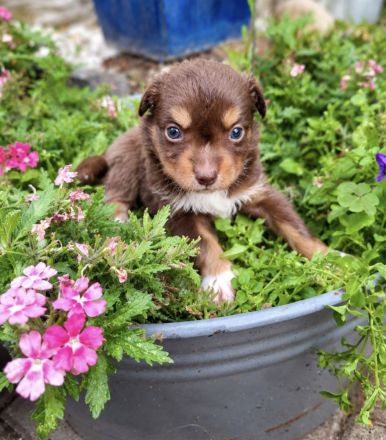 Miniature Australian Shepherd Welpen mit Papieren