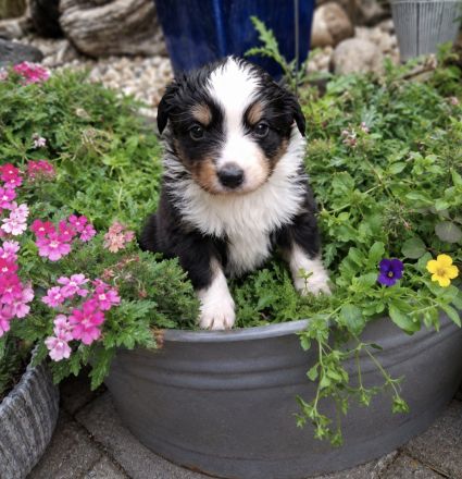 Miniature Australian Shepherd Welpen mit Papieren