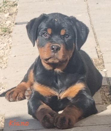 Rottweiler Rüde
