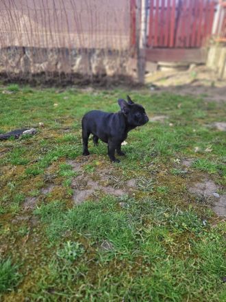 Französische Bulldogge welpen