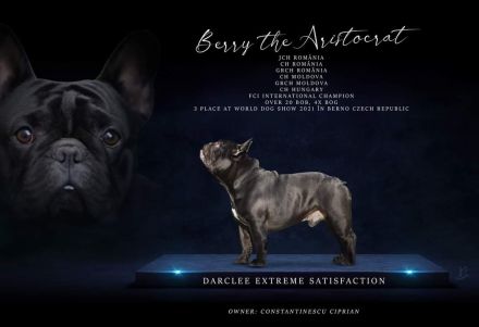 Französische Bulldogge welpen