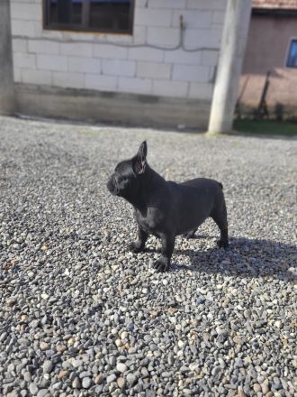 Französische Bulldogge welpen
