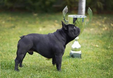 Französische Bulldogge welpen