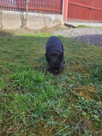 Französische Bulldogge welpen