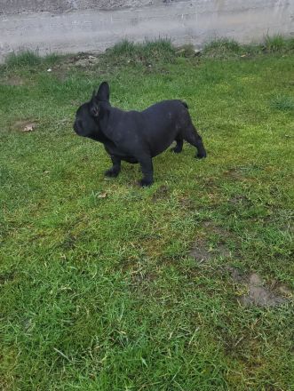 Französische Bulldogge welpen