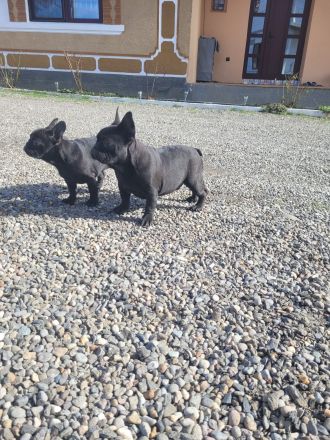 Französische Bulldogge welpen