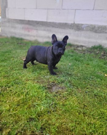 Französische Bulldogge welpen