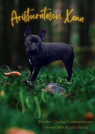 Französische Bulldogge welpen