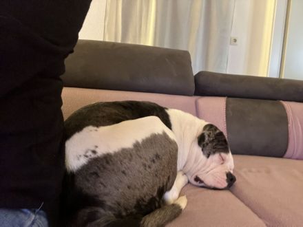 Amerikanische Bulldogge