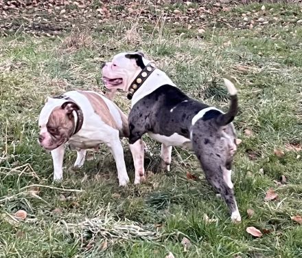 Amerikanische Bulldogge