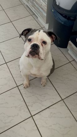 Amerikanische Bulldogge