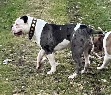 Amerikanische Bulldogge