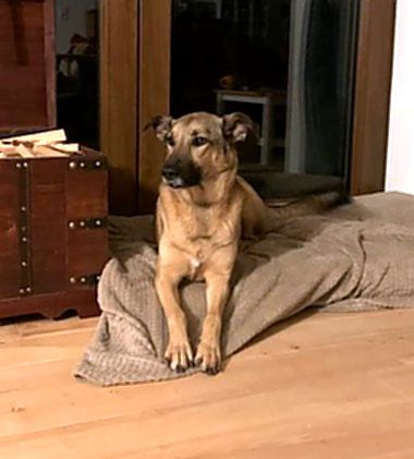 Notfall Amy 5,5 Jahre sucht ruhiges Zuhause