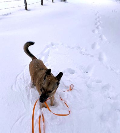 Notfall Amy 5,5 Jahre sucht ruhiges Zuhause